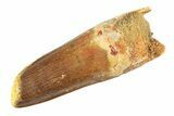 Fossil Spinosaurus Tooth - Feeding Worn Tip #354726-1